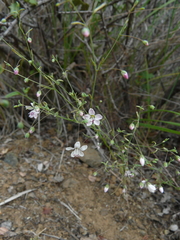 Hesperolinon spergulinum