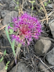 Allium platycaule