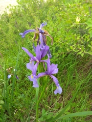 Iris notha