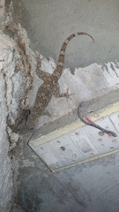 Hemidactylus giganteus