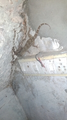 Hemidactylus giganteus