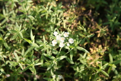 Achillea ptarmica