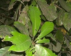 Williamodendron glaucophyllum