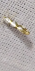 Argyresthia brockeella