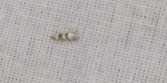 Argyresthia brockeella