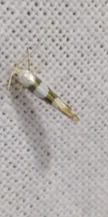 Argyresthia brockeella