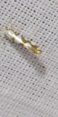 Argyresthia brockeella
