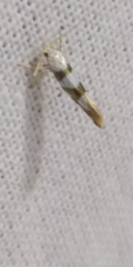 Argyresthia brockeella