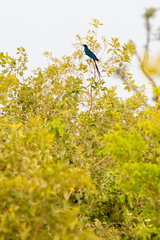 Lamprotornis caudatus