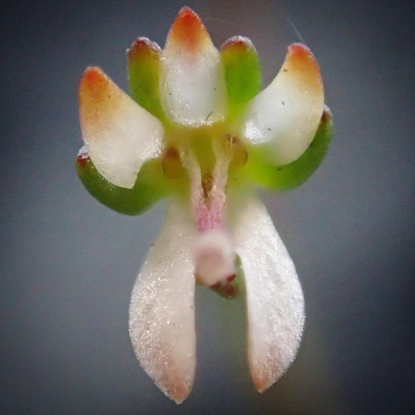 Nemacladus capillaris