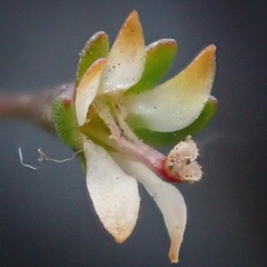 Nemacladus capillaris