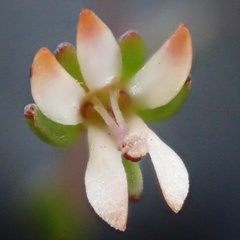 Nemacladus capillaris