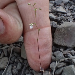 Nemacladus capillaris