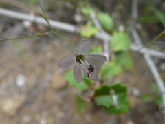 Hesperolinon spergulinum
