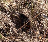 Coturnicops noveboracensis