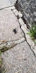 Atypidae