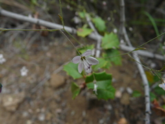 Hesperolinon spergulinum