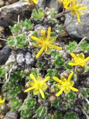 Draba stenopetala