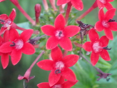 Pentas lanceolata