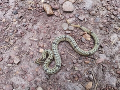 Fasciolated Kukri Snake photo 5