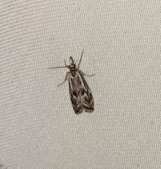 Catoptria oregonicus