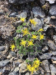 Draba stenopetala