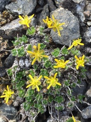 Draba stenopetala