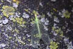 Chrysoperla pudica-group