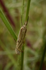 Crambus pratella