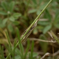 Crambus pratella