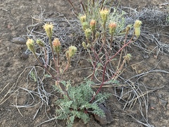 Chaenactis douglasii douglasii