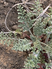 Chaenactis douglasii douglasii