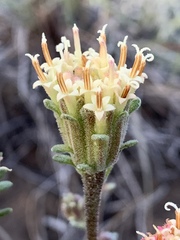 Chaenactis douglasii douglasii