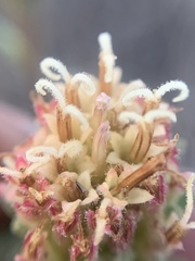 Chaenactis douglasii douglasii