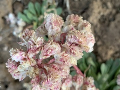 Calyptridium monospermum