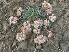 Calyptridium monospermum
