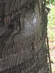 Hemidactylus platyurus