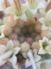 Chaenactis douglasii douglasii