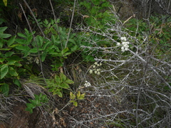 Angelica tomentosa