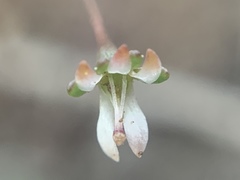 Nemacladus capillaris