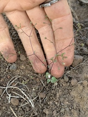 Nemacladus capillaris