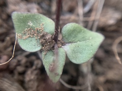 Nemacladus capillaris