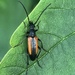 Black-striped Longhorn Beetle - Photo (c) Martin Grimm, some rights reserved (CC BY-NC), uploaded by Martin Grimm