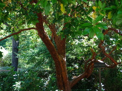 Arbutus × andrachnoides