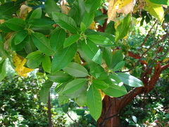 Arbutus × andrachnoides