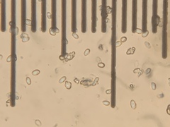 Hygrophorus caeruleus