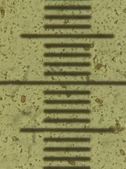 Hygrophorus caeruleus