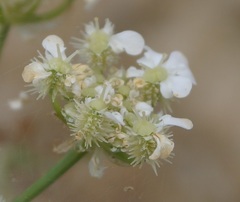 Astrodaucus littoralis