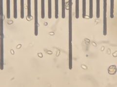 Hygrophorus caeruleus