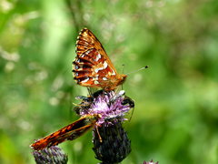 Boloria aquilonaris